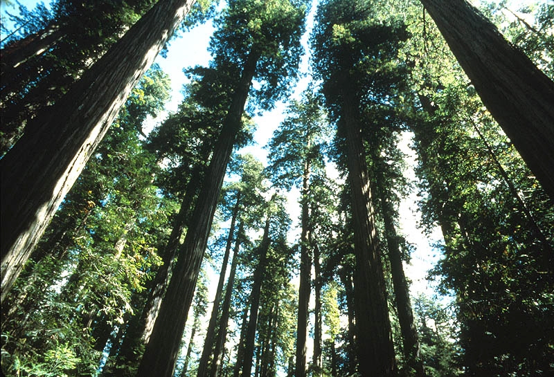 The Majestic Redwoods, Source: NPS 