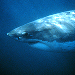 Shark image; Credit: NOAA