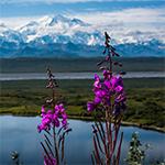 Image of flowers and a lake in front of Mt Denali., Source: National Park Service (NPS)/Kent Miller