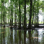Image of wetlands with trees, Source: EPA