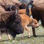 Cow bison and calves in Lamar Valley; National Park Service; Neal Herbert; May 2015