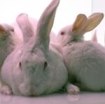 Rabbits